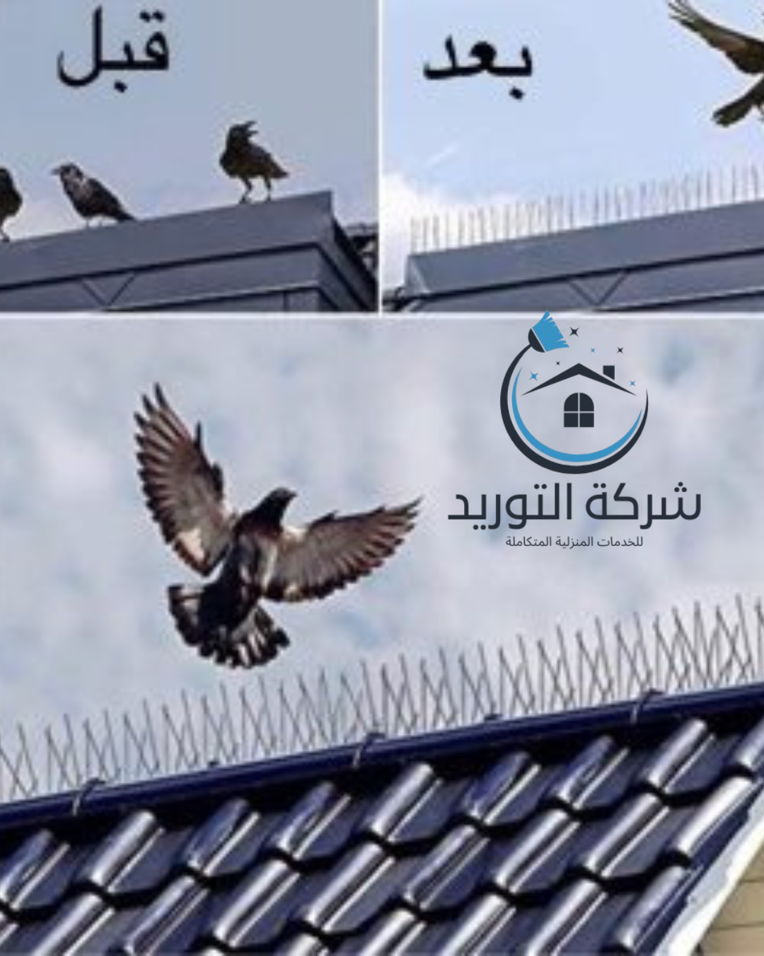 شركة مكافحة الطيور والحمام بالرياض