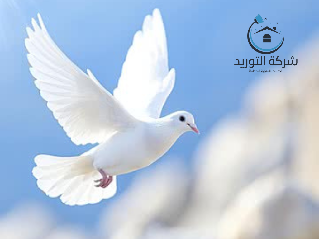 شركة مكافحة الحمام بالرياض